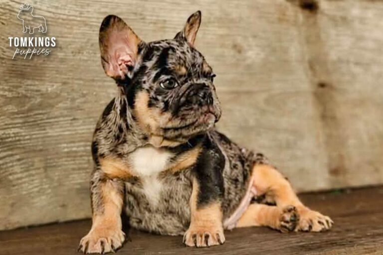 Otis, a black merle and tan French Bulldog boy, sitting on a wooden surface in a warm outdoor portrait.