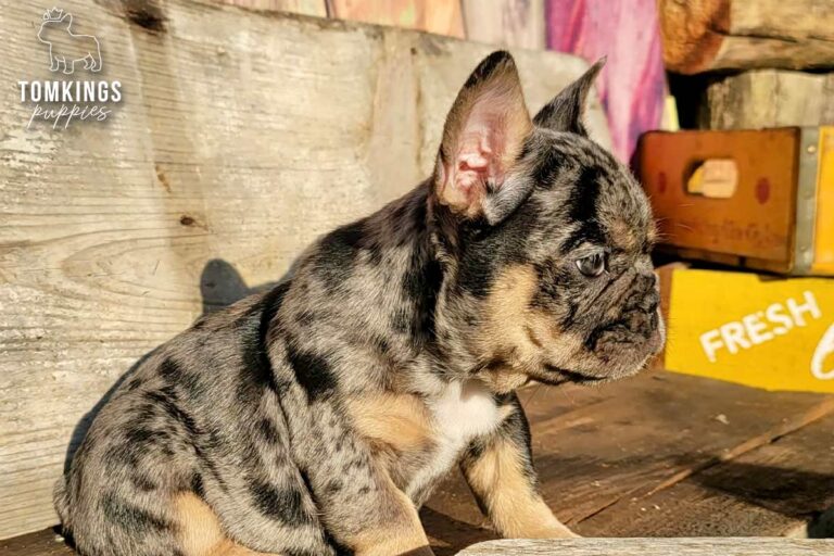 Otis, a black merle and tan French Bulldog boy, sitting outdoors and looking to the side beside a rustic wooden prop.