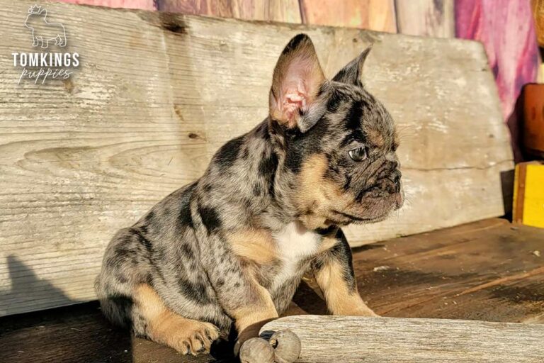 Otis, a black merle and tan French Bulldog boy, sitting in side profile outdoors in bright sunlight.