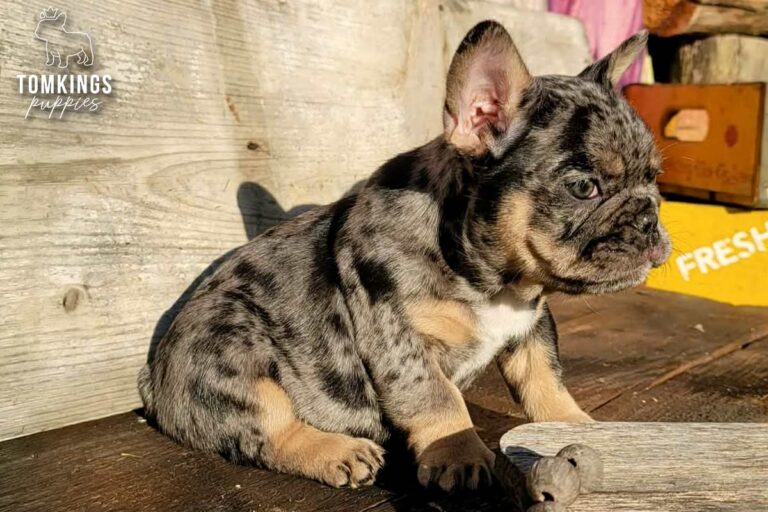 Otis, a black merle and tan French Bulldog boy, sitting outdoors in warm sunlight against a rustic wooden background.