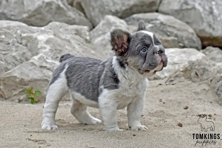 Peter, a lilac pied fluffy French Bulldog boy, standing on sand in front of pale rocks outdoors.
