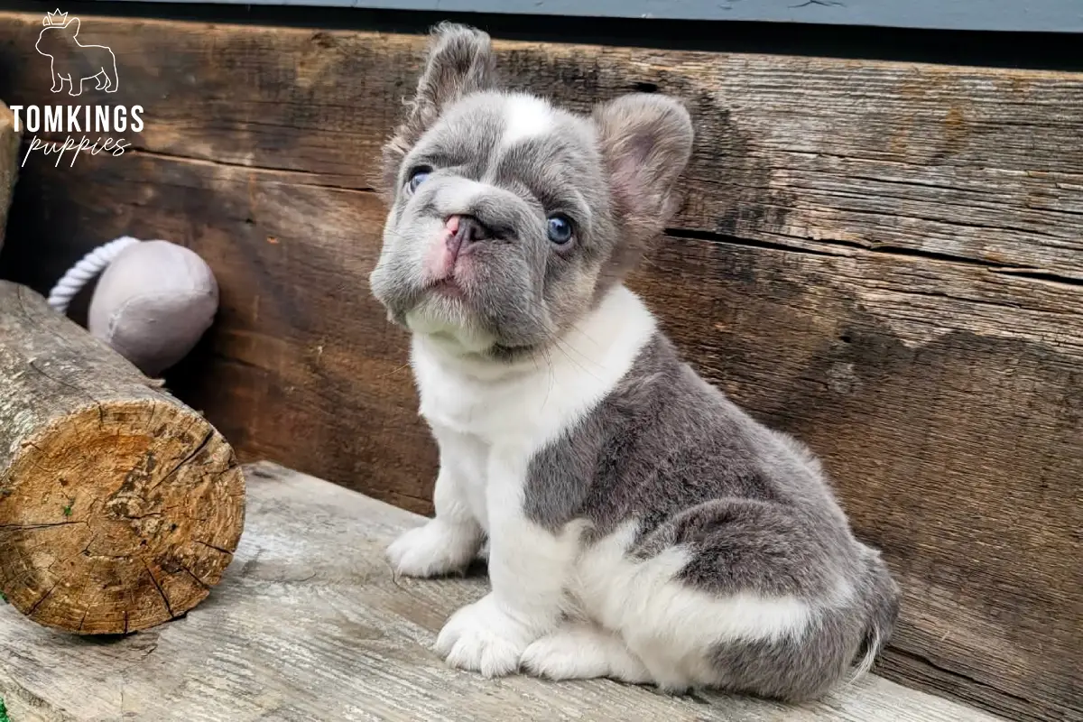 Peter, a lilac pied fluffy French Bulldog puppy, sitting on a rustic wooden surface with his head tilted.
