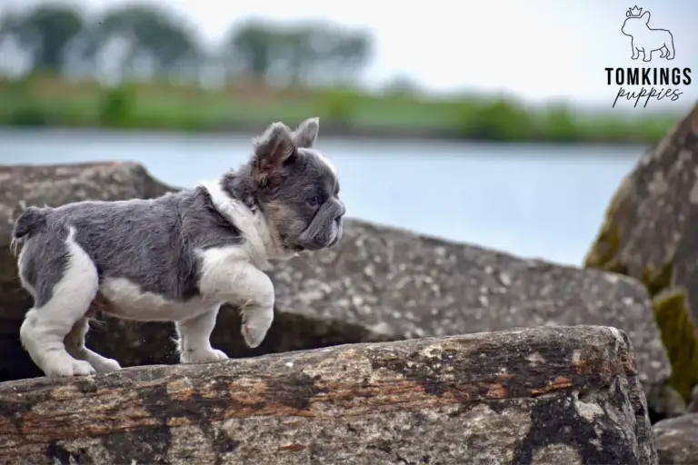 Peter, a lilac pied fluffy French Bulldog boy, walking across rocks near water outdoors.
