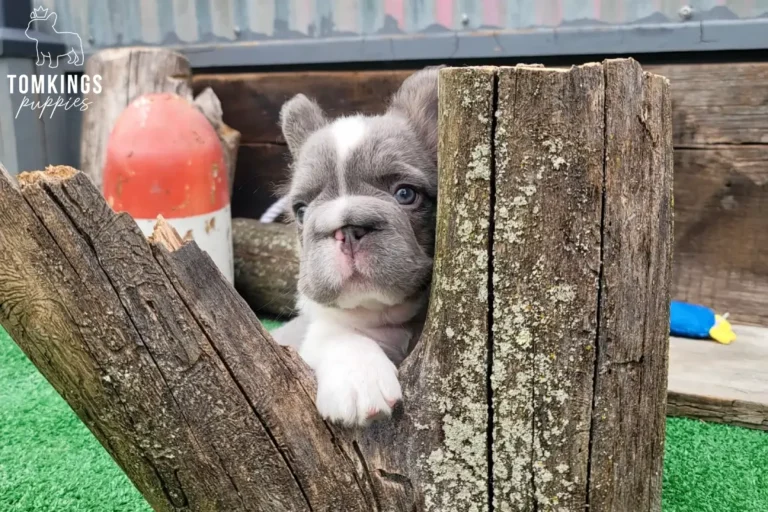Peter, a lilac pied fluffy French Bulldog puppy, peeking through weathered wooden posts outdoors.