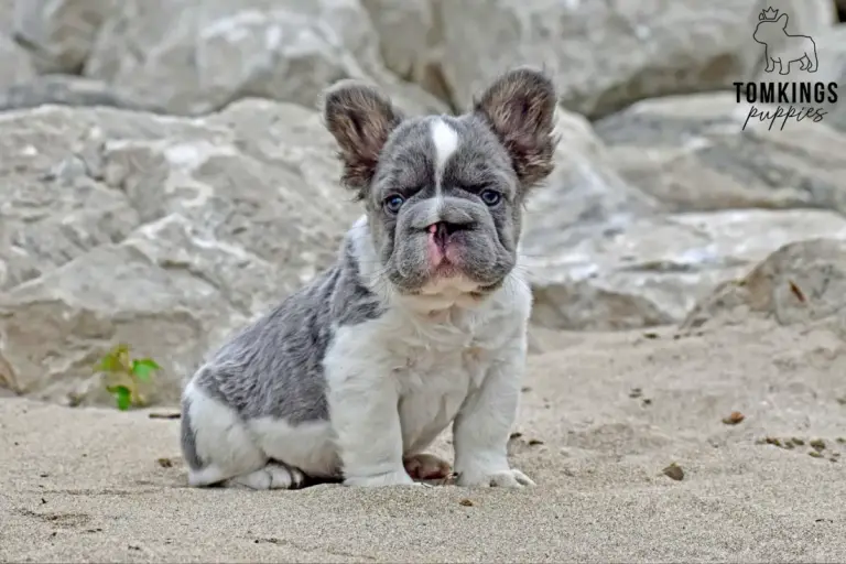 Peter, a lilac pied fluffy French Bulldog boy, sitting on sand in front of pale rocks.