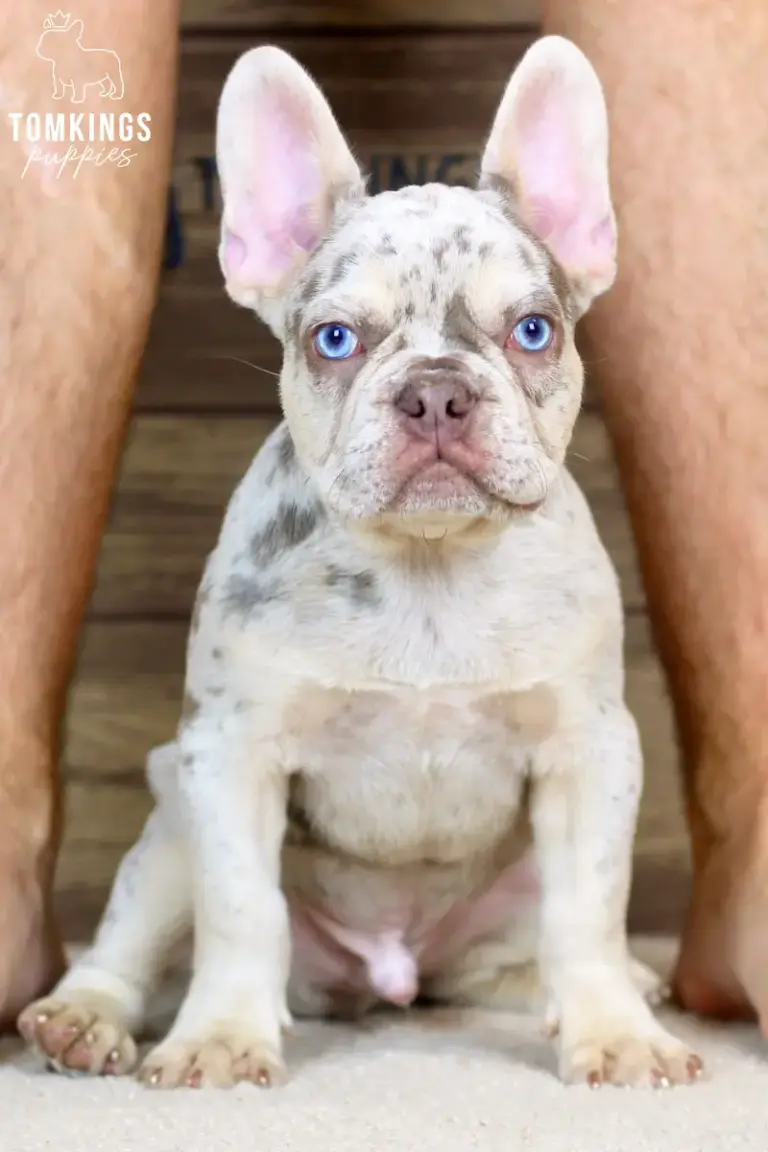 Peyton, an Isabella merle and tan French Bulldog boy, sitting indoors with bright blue eyes.
