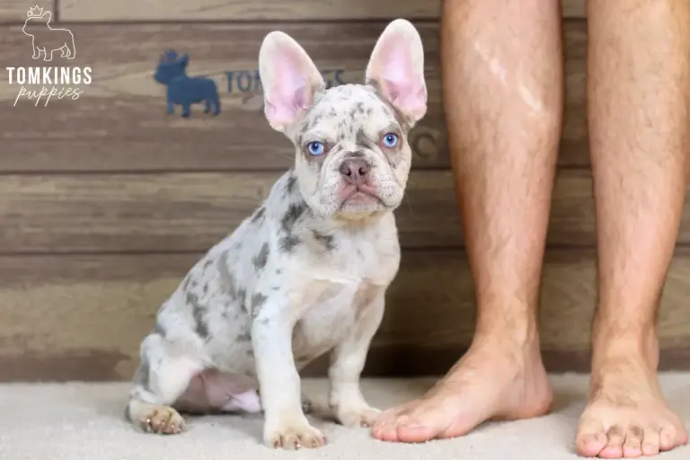 Peyton, an Isabella merle and tan French Bulldog boy, sitting indoors beside a person's legs.