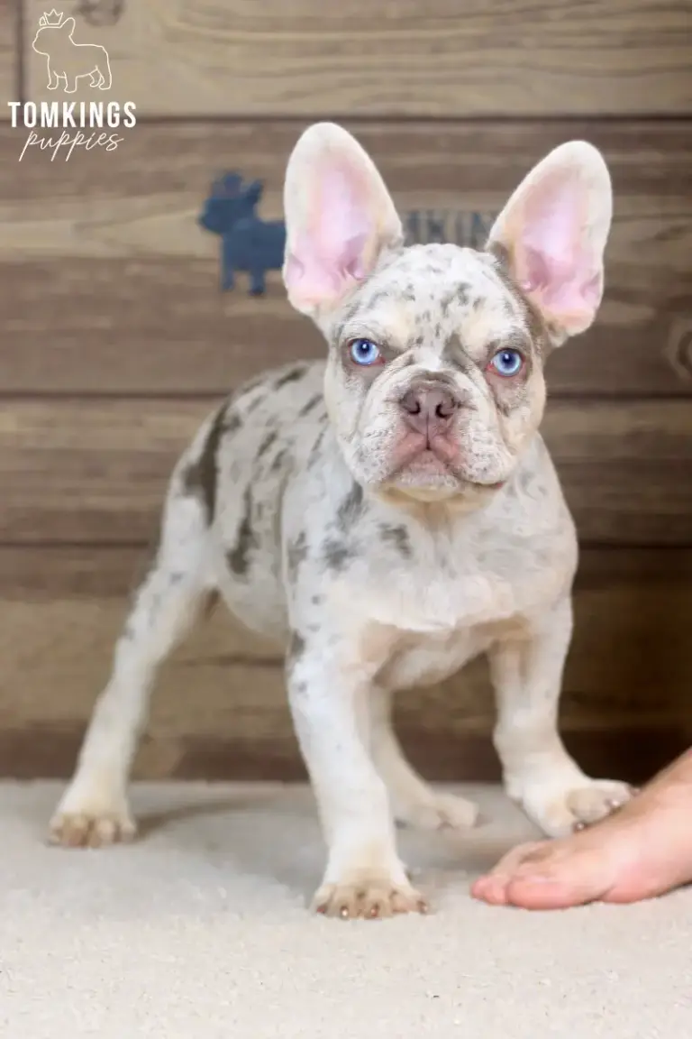 Peyton, an Isabella merle and tan French Bulldog boy, standing indoors and looking at the camera.