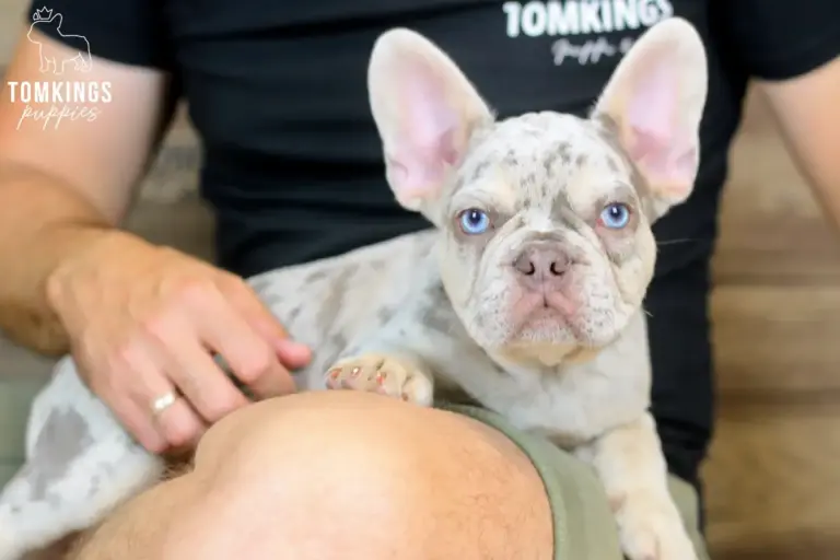 Peyton, an Isabella merle and tan French Bulldog boy, lying on a person's lap indoors.