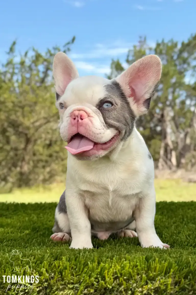 Princeton, a lilac pied koi French Bulldog boy, sitting on green turf outdoors.