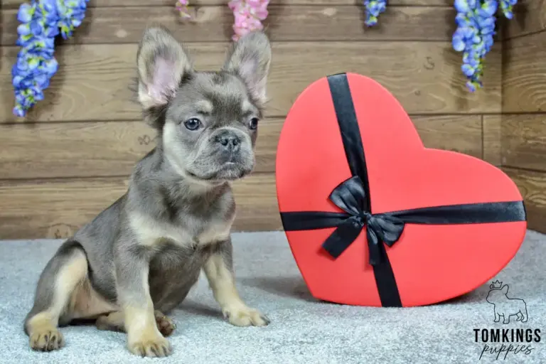 Solina, a blue and tan fluffy French Bulldog girl, sitting beside a red heart-shaped box indoors.