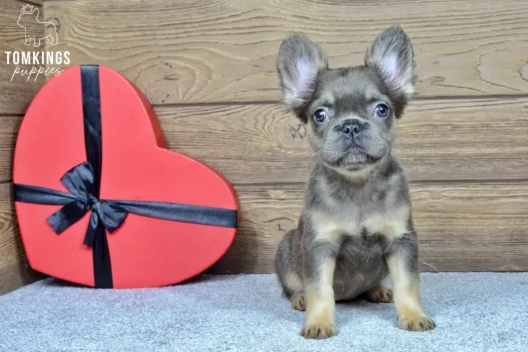 Solina, a blue and tan fluffy French Bulldog girl, sitting indoors beside a red heart-shaped gift box.