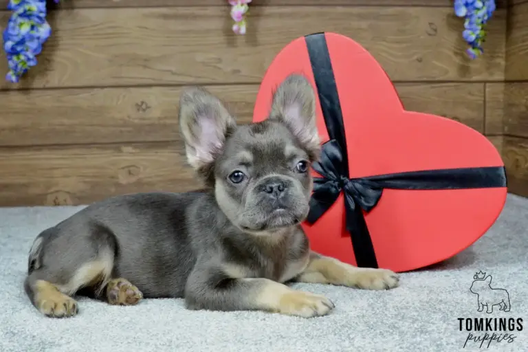 Solina, a blue and tan fluffy French Bulldog girl, lying beside a red heart-shaped box indoors.