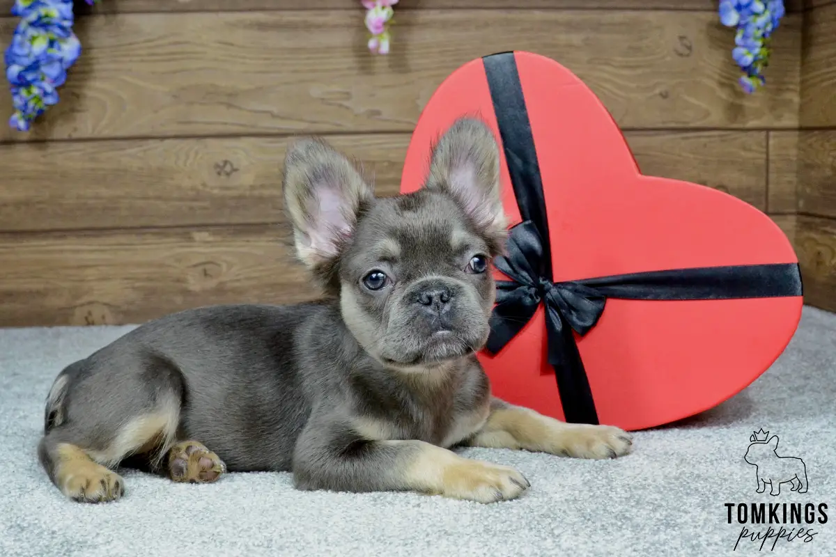 Solina, the Fuzzy Frenchie