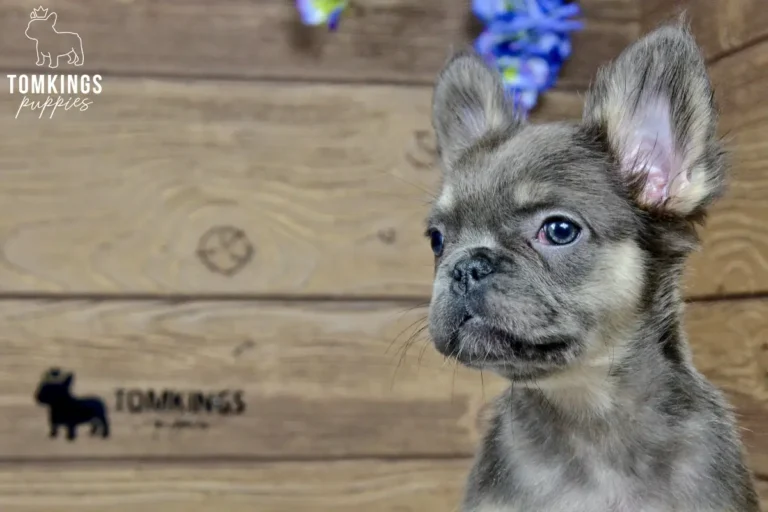 Solina, a blue and tan fluffy French Bulldog girl, shown in a close-up indoor side portrait against a wooden backdrop.