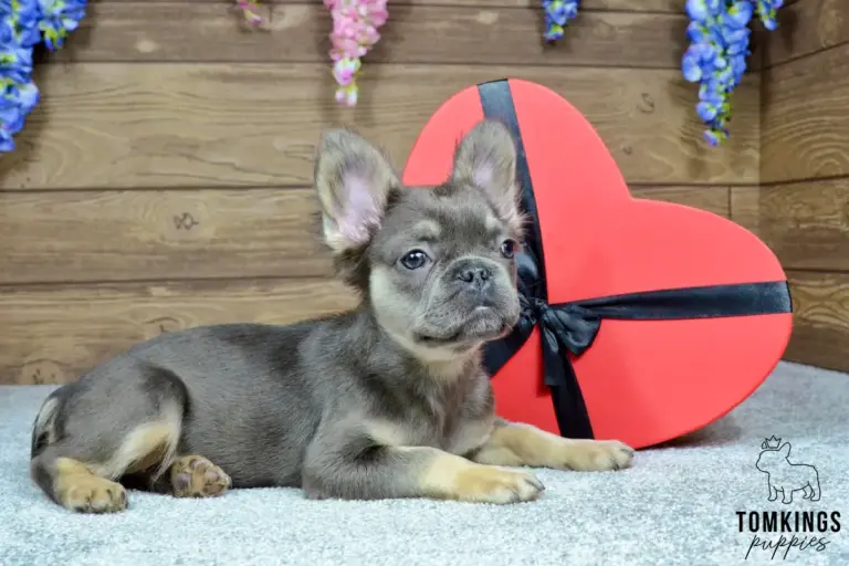 Solina, a blue and tan fluffy French Bulldog girl, lying indoors in front of a red heart-shaped box.