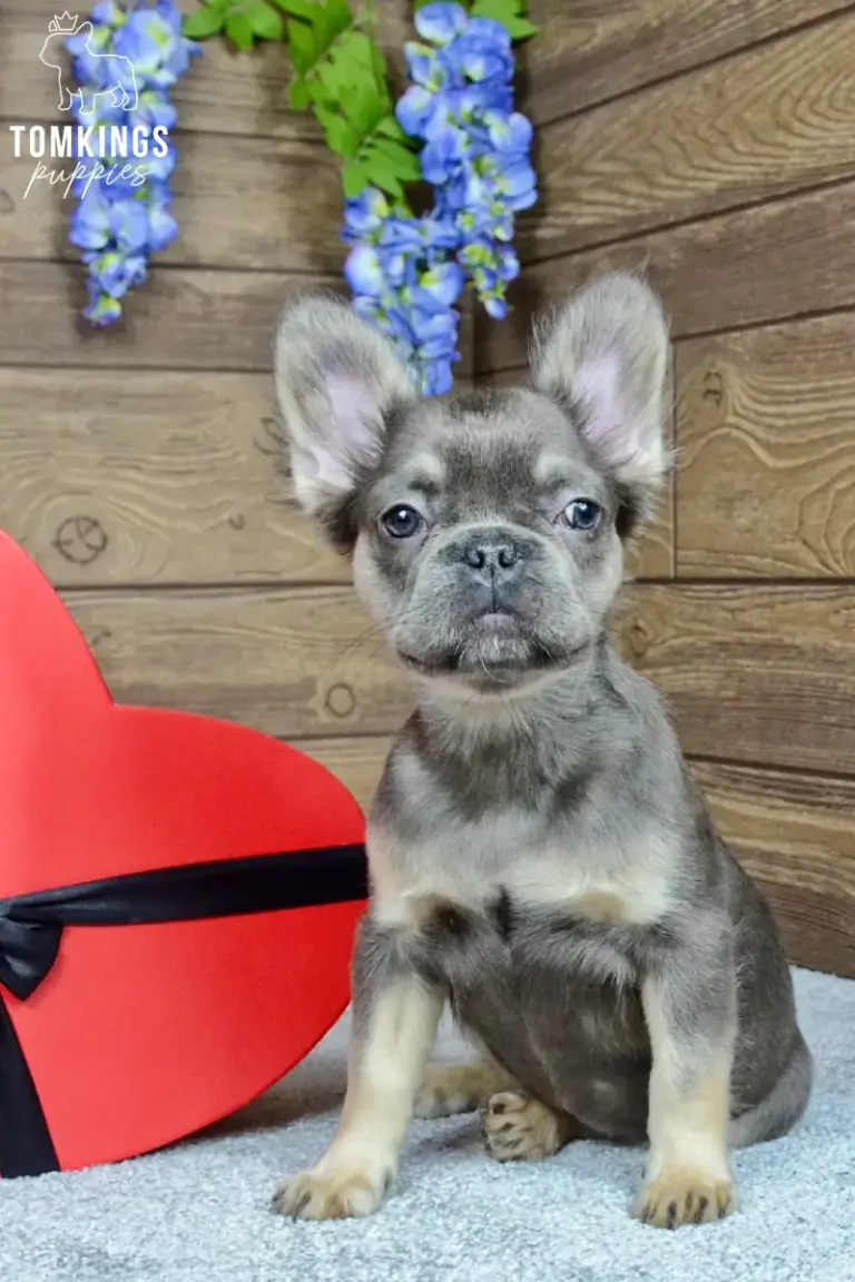 Solina, a blue and tan fluffy French Bulldog girl, sitting indoors beside blue flowers and a red heart-shaped box.