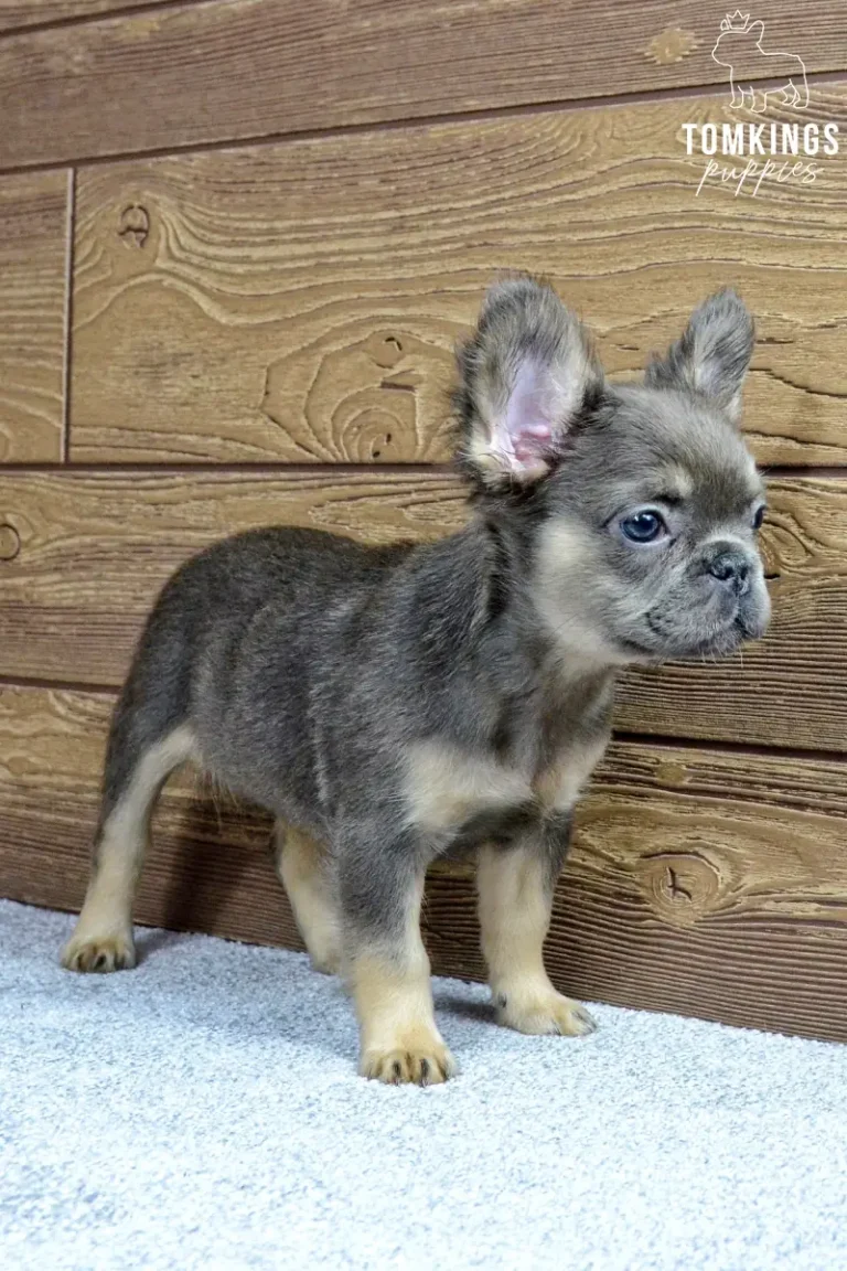 Solina, a blue and tan fluffy French Bulldog girl, standing indoors in side profile on a soft carpet.