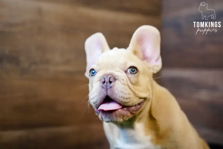 Yang, an Isabella fawn French Bulldog boy, smiling in a close-up indoor portrait against a wooden background.