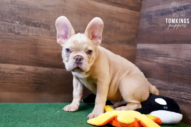 Yang, an Isabella fawn French Bulldog boy, sitting on green turf beside a plush penguin toy.