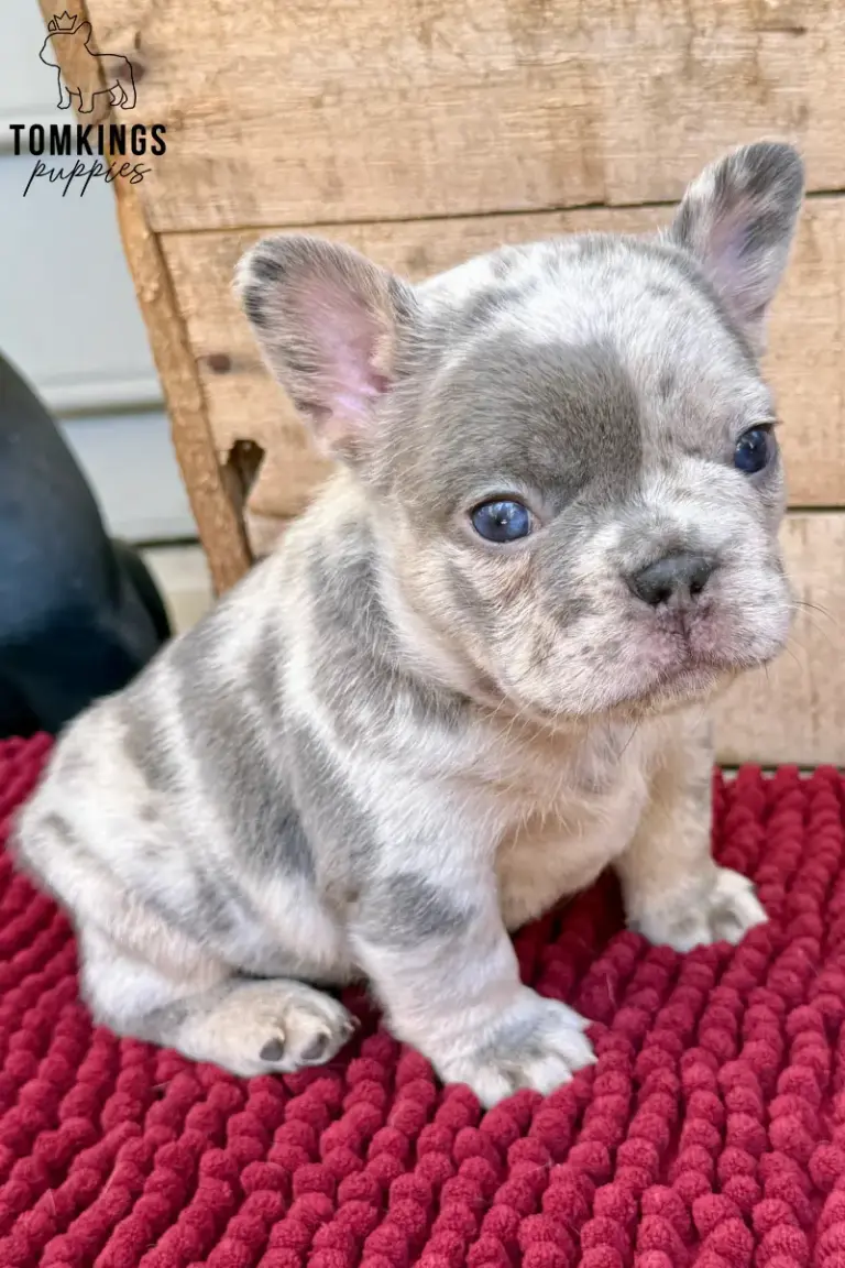 Agnus, a blue merle French Bulldog puppy, sitting on a red textured blanket in front of a wooden backdrop.