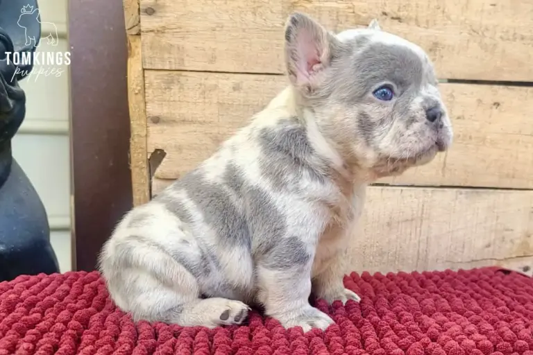 Agnus, a blue merle French Bulldog puppy, sitting in side profile on a red blanket.