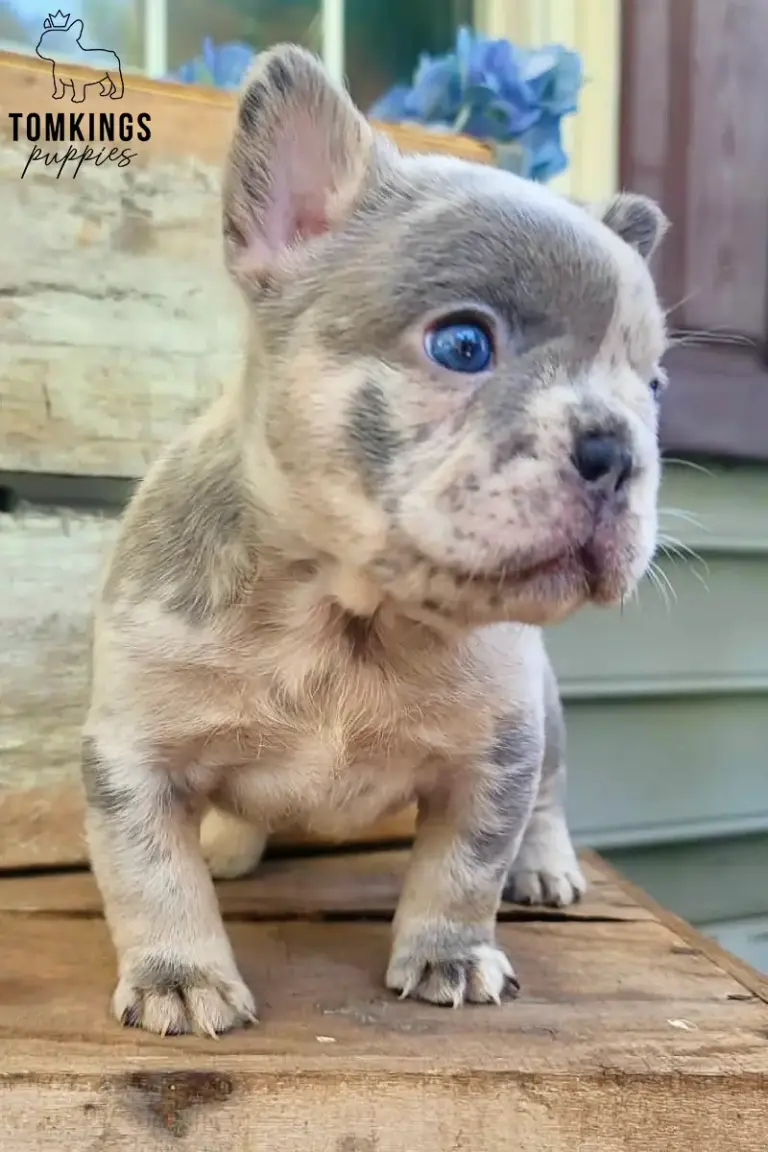 Agnus, a blue merle French Bulldog puppy, standing on wooden steps and looking to the side.