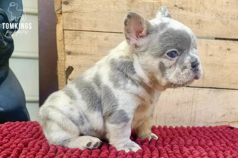 Agnus, a blue merle French Bulldog puppy, sitting on a red blanket in side view.