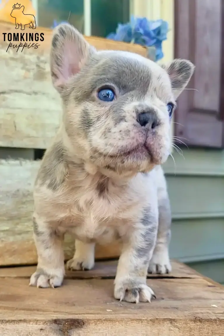 Agnus, a blue merle French Bulldog puppy, standing on wooden steps in a close-up portrait.