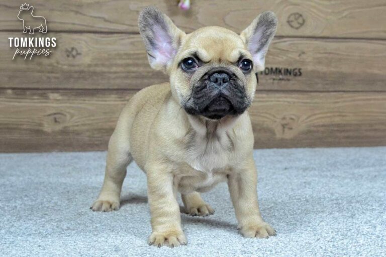 Archie, a beige French Bulldog boy, standing indoors on a light carpet in front of a wooden backdrop.