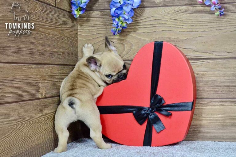 Archie, a beige French Bulldog boy, standing beside a red heart-shaped gift box indoors.