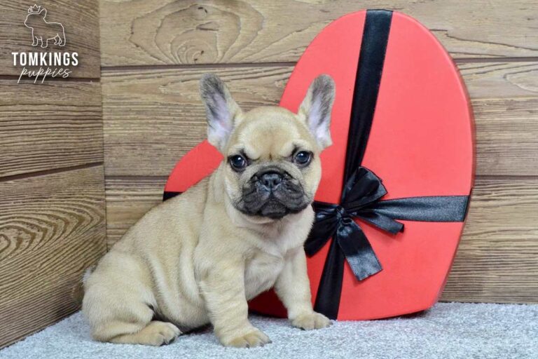 Archie, a beige French Bulldog boy, sitting indoors beside a red heart-shaped gift box.
