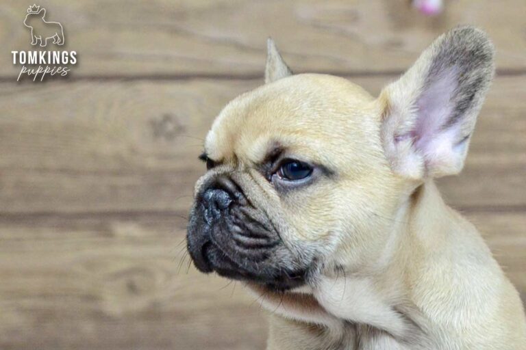 Archie, a beige French Bulldog boy, shown in close-up side profile indoors.