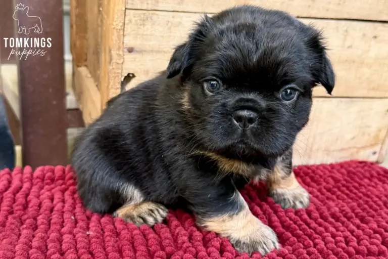 Bear, a black and tan fluffy French Bulldog boy, sitting on a red textured blanket.