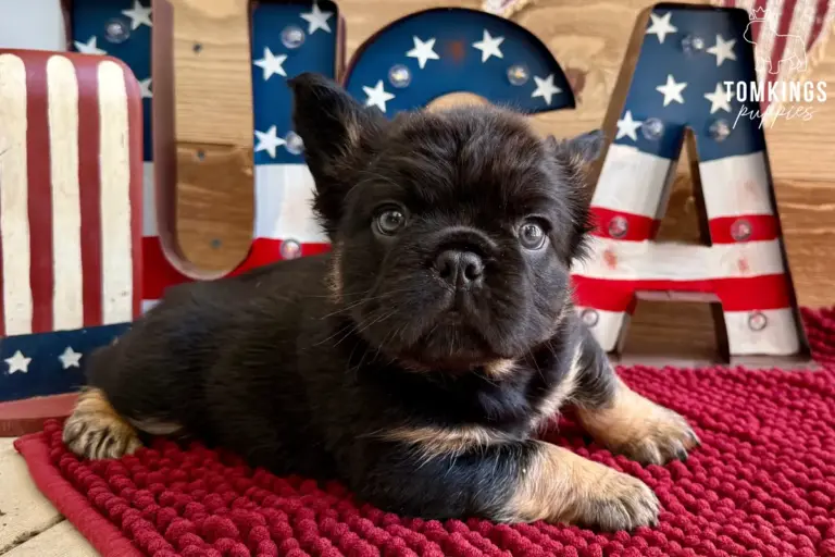 Bear, a black and tan fluffy French Bulldog boy, lying on a red blanket in a patriotic themed setup.