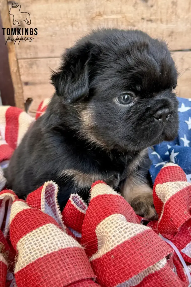 Bear, a black and tan fluffy French Bulldog boy, sitting among red and cream fabric decorations.