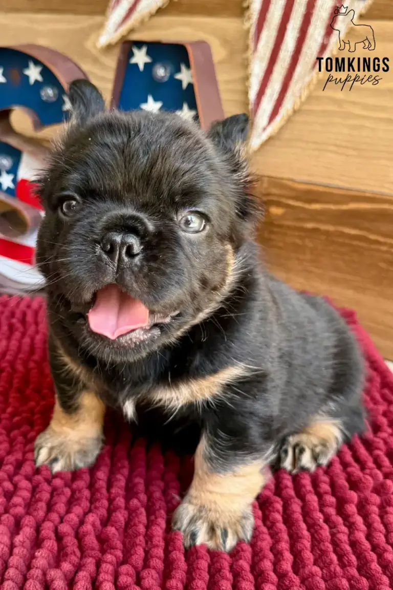 Bear, a black and tan fluffy French Bulldog boy, sitting on a red blanket with his tongue out.
