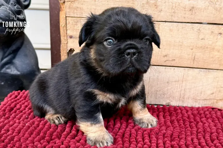 Bear, a black and tan fluffy French Bulldog boy, sitting on a red blanket and looking at the camera.