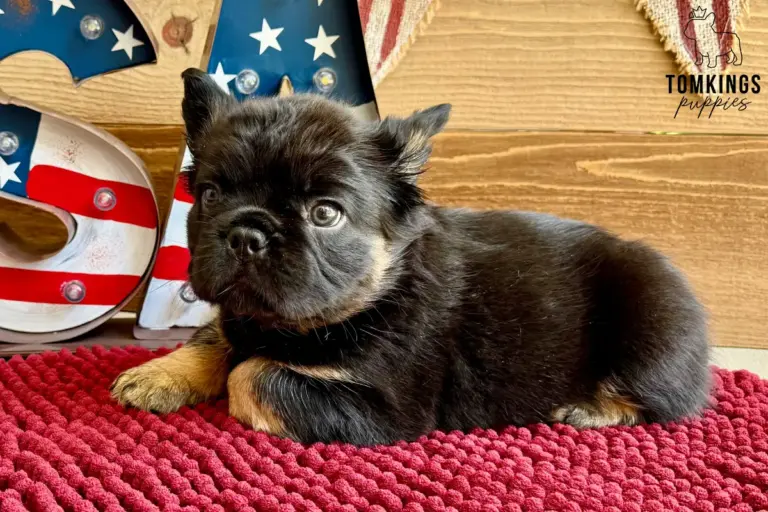 Bear, a black and tan fluffy French Bulldog boy, lying on a red blanket in front of patriotic decor.