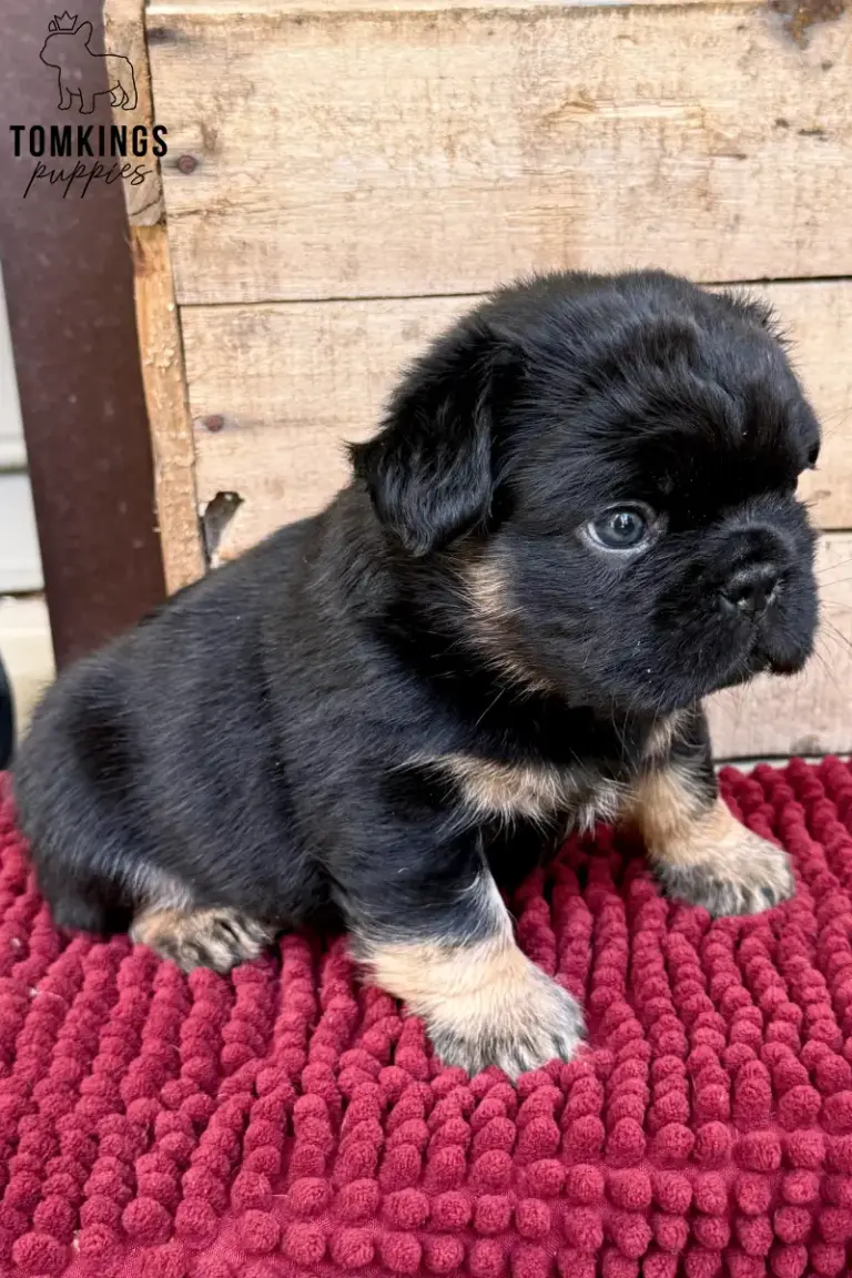 Bear, a black and tan fluffy French Bulldog boy, shown in side view on a red blanket.
