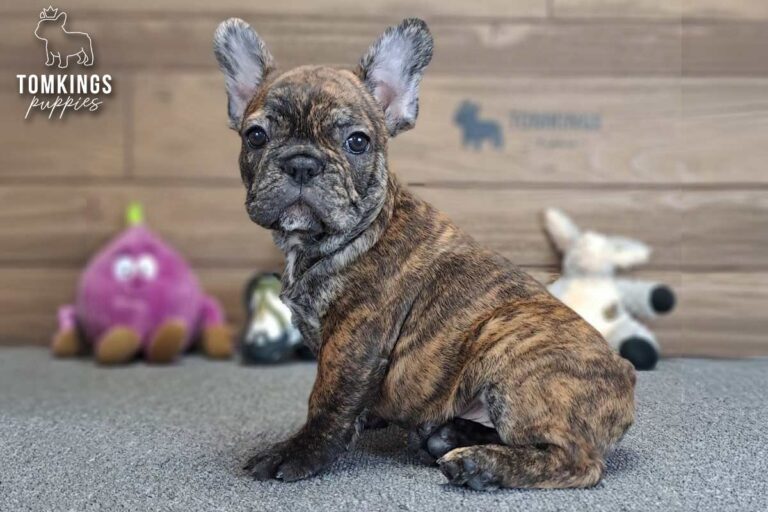 Unnamed black brindle French Bulldog puppy sitting indoors in front of a wooden backdrop with plush toys behind.