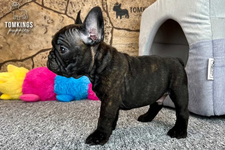 Unnamed black brindle French Bulldog puppy standing in side profile indoors beside colorful plush toys and a pet bed.