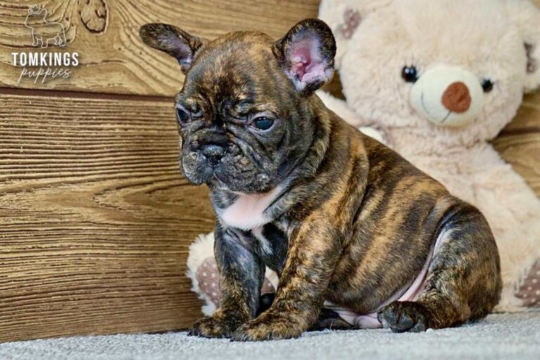 Unnamed black brindle French Bulldog puppy sitting beside a teddy bear in an indoor wooden setting.