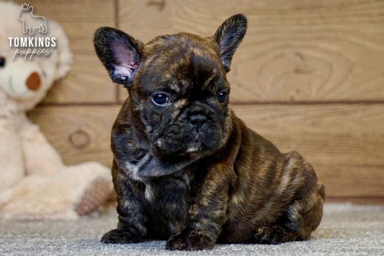 Unnamed black brindle French Bulldog puppy sitting indoors on a soft carpet with a teddy bear behind.