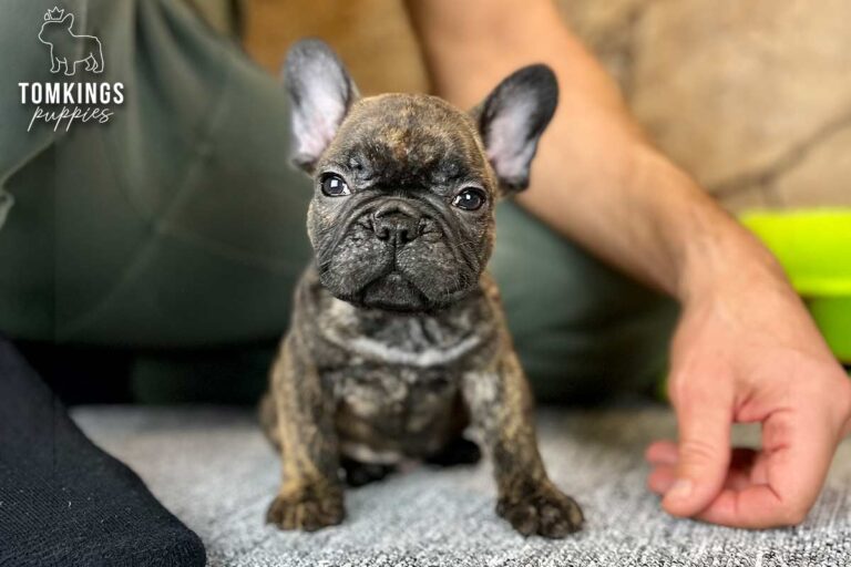 Unnamed black brindle French Bulldog puppy sitting indoors beside a person in a close-up portrait.