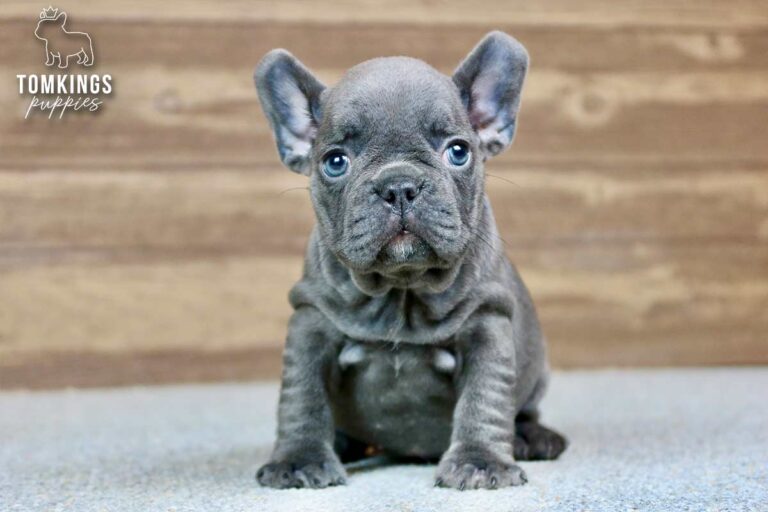 Unnamed blue French Bulldog puppy sitting indoors and looking directly at the camera with blue eyes.