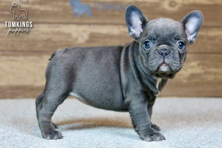Unnamed blue French Bulldog puppy standing indoors in side profile against a wooden backdrop.