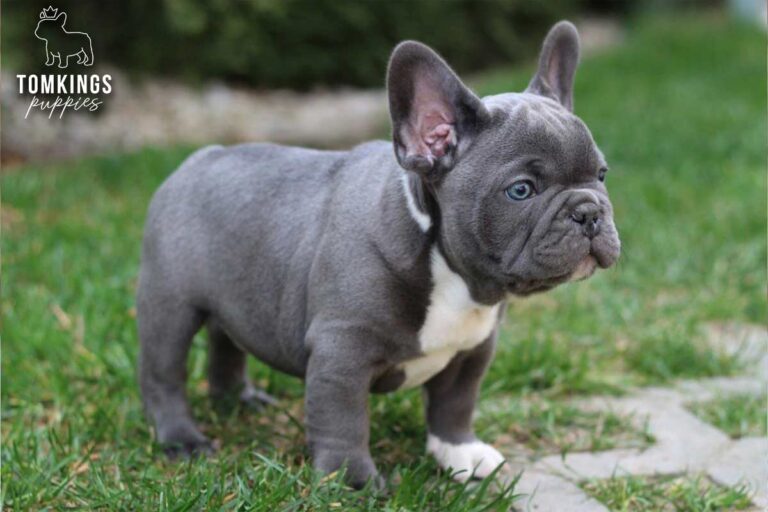 Unnamed blue French Bulldog puppy standing outdoors on grass in side profile.