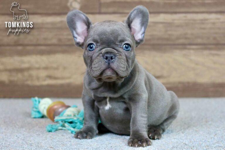 Unnamed blue French Bulldog puppy sitting indoors in front of a wooden wall with bright blue eyes.