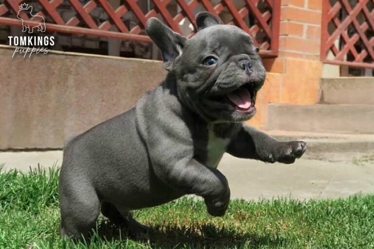Unnamed blue French Bulldog puppy running happily on grass with one paw raised.